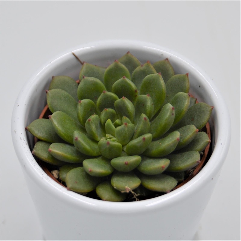 Echeveria Ron Evans – 6cm