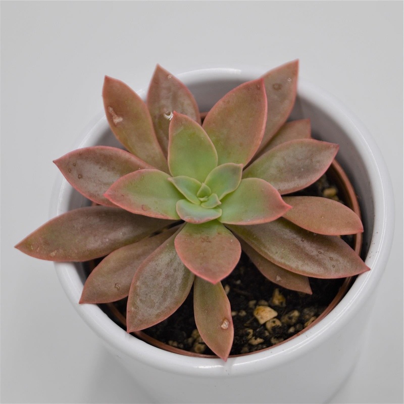 Echeveria Rosea – 6cm