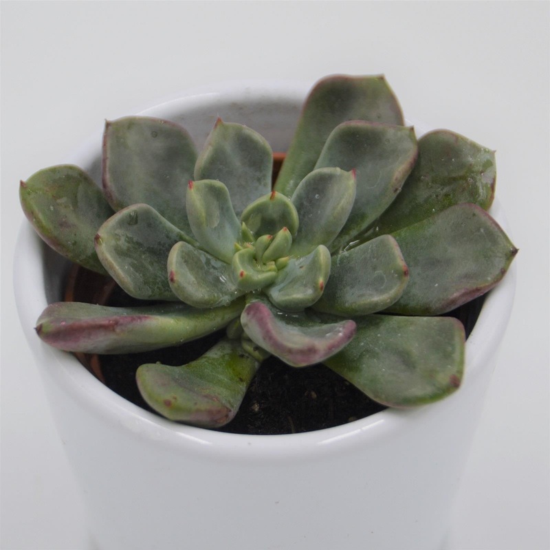 Echeveria setosa var. oteroi – 6cm