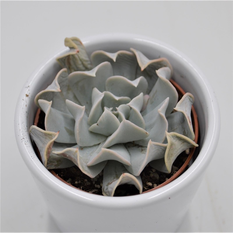 Echeveria Swan Lake – 6cm
