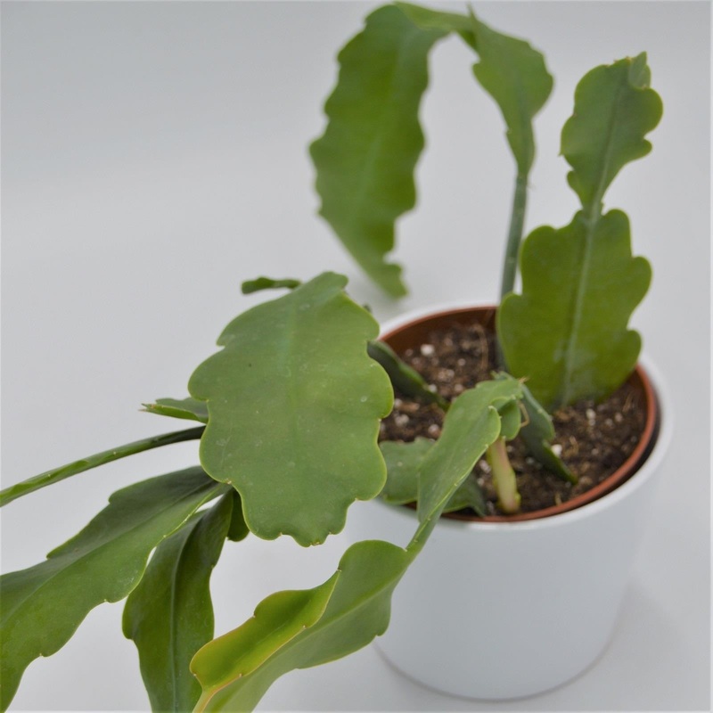 Epiphyllum Beavertail – 12cm