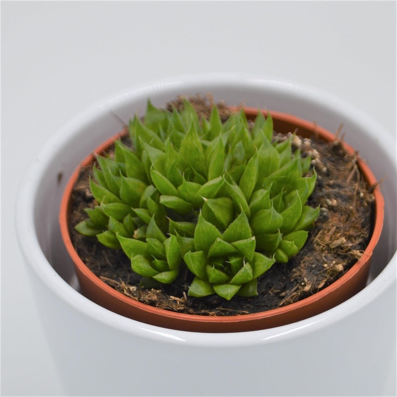Haworthia Kiki Gimasa – 8.5cm