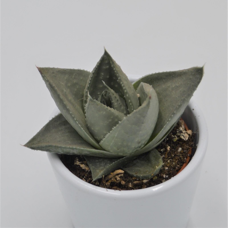 Haworthia Savanna – 6cm