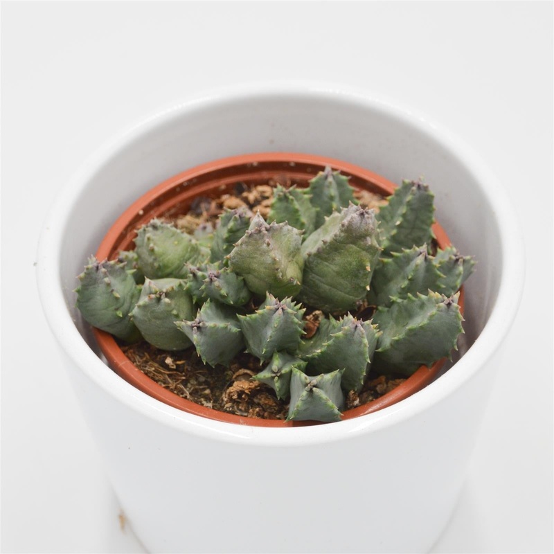 Huernia piersii – 8cm