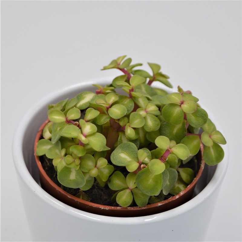 Portulacaria afra mediopicta – 8.5cm