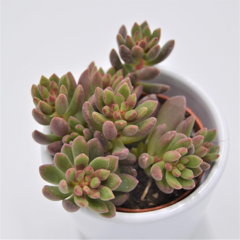 Sedum Pork and Beans – 5.5cm