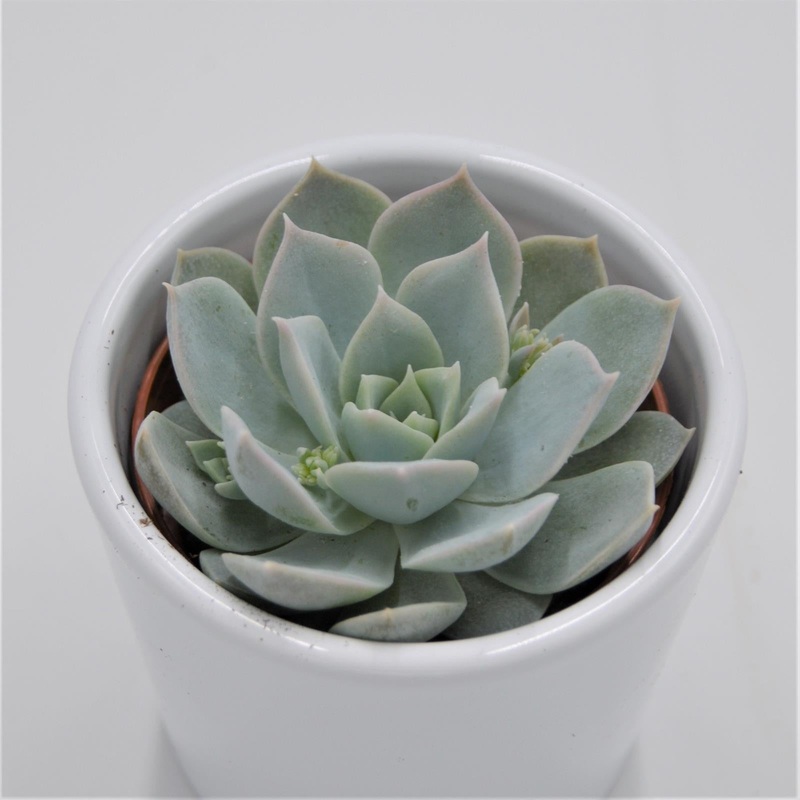 Sedum suaveolens – 6cm
