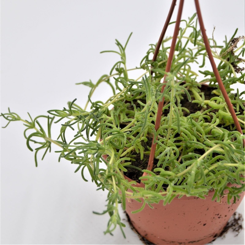 Senecio Little Star – 12cm Hanging Basket