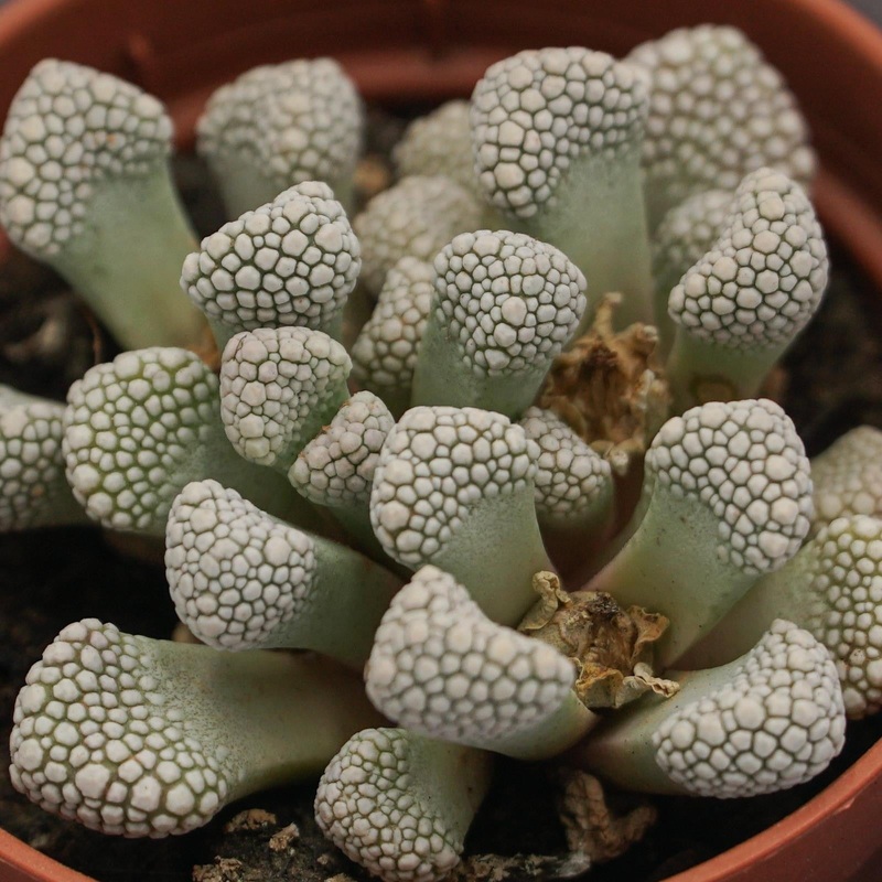 Titanopsis schwantesii – 5.5cm