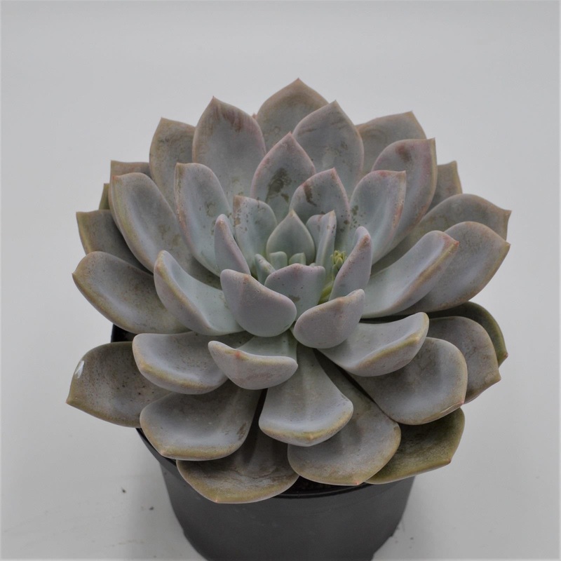 x Graptoveria Opalina – 18cm