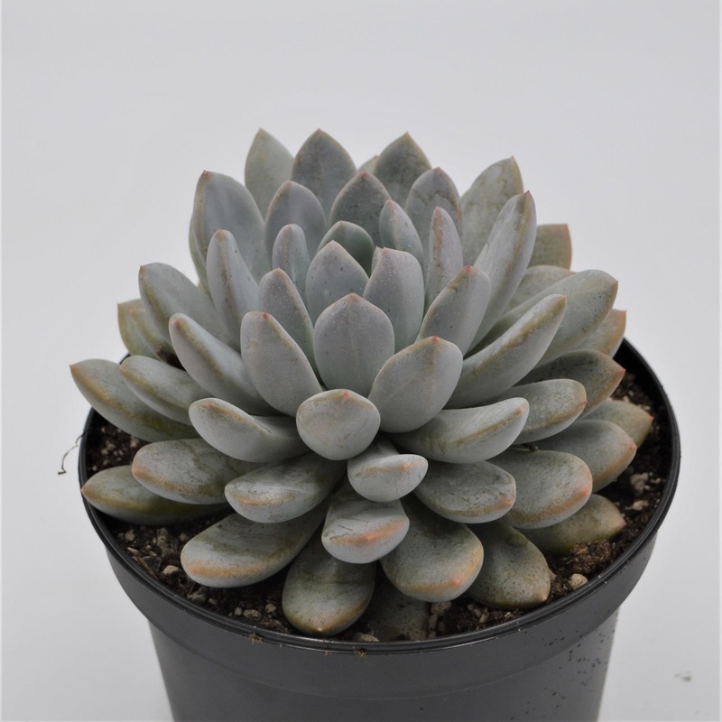 x Pachyveria – 15cm