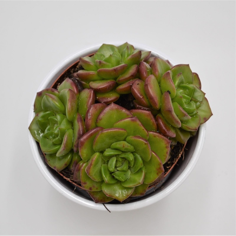 x Sedeveria Letizia – 12cm