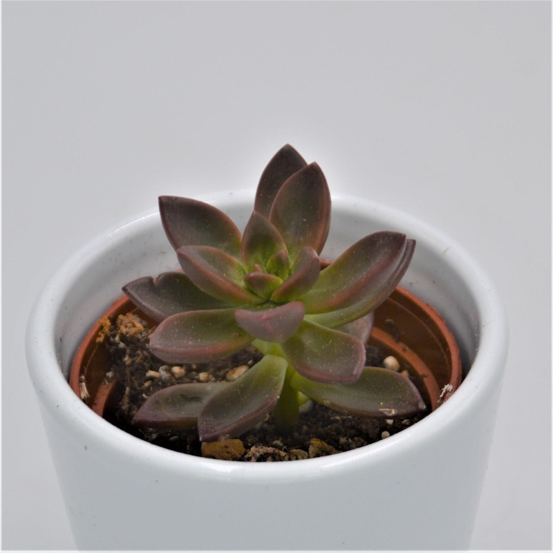 x Sedeveria Sorrento – 6cm