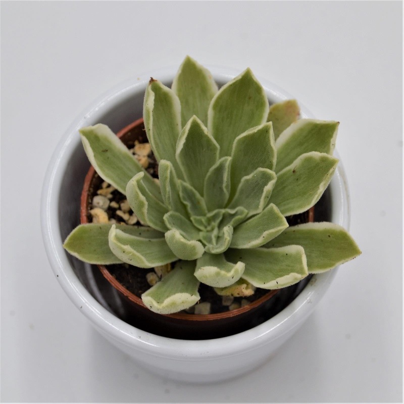 Aeonium Ballerina variegata – 6cm