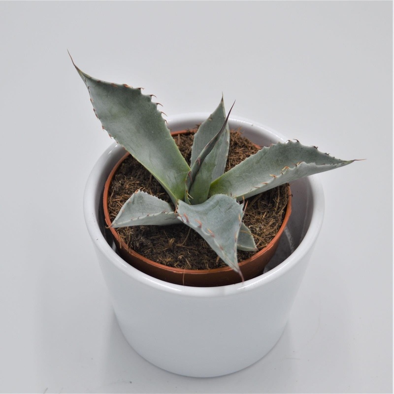 Agave potatorum – 8.5cm