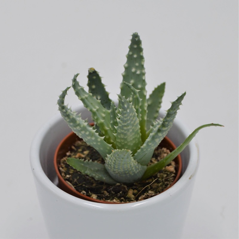Aloe humilis – 5.5cm