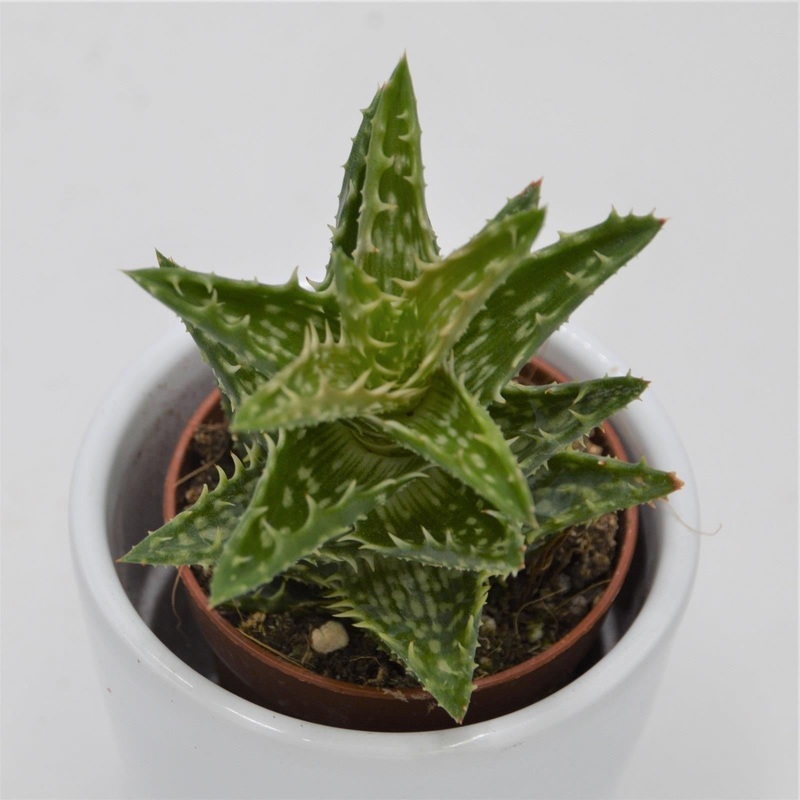 Aloe juvenna – 5.5cm