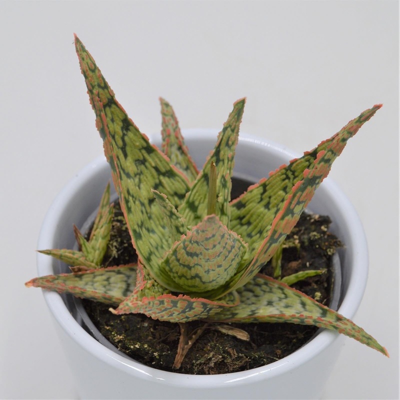 Aloe Pink Blush – 8.5cm