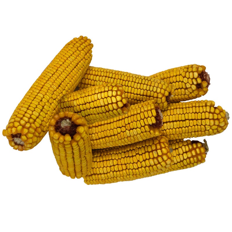 Bird Pro Ear Corn|14 lb / 20 lb