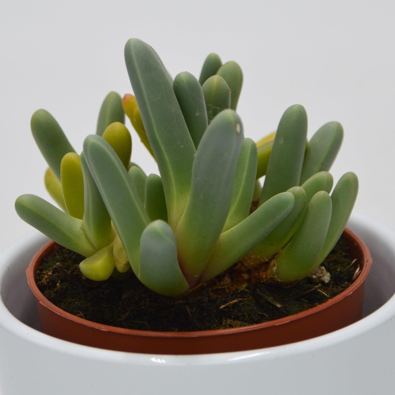 Cheiridopsis denticulata – 8.5cm