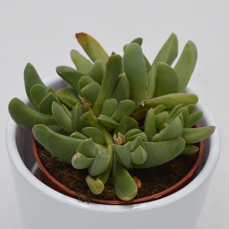 Cheiridopsis purpurea – 8.5cm