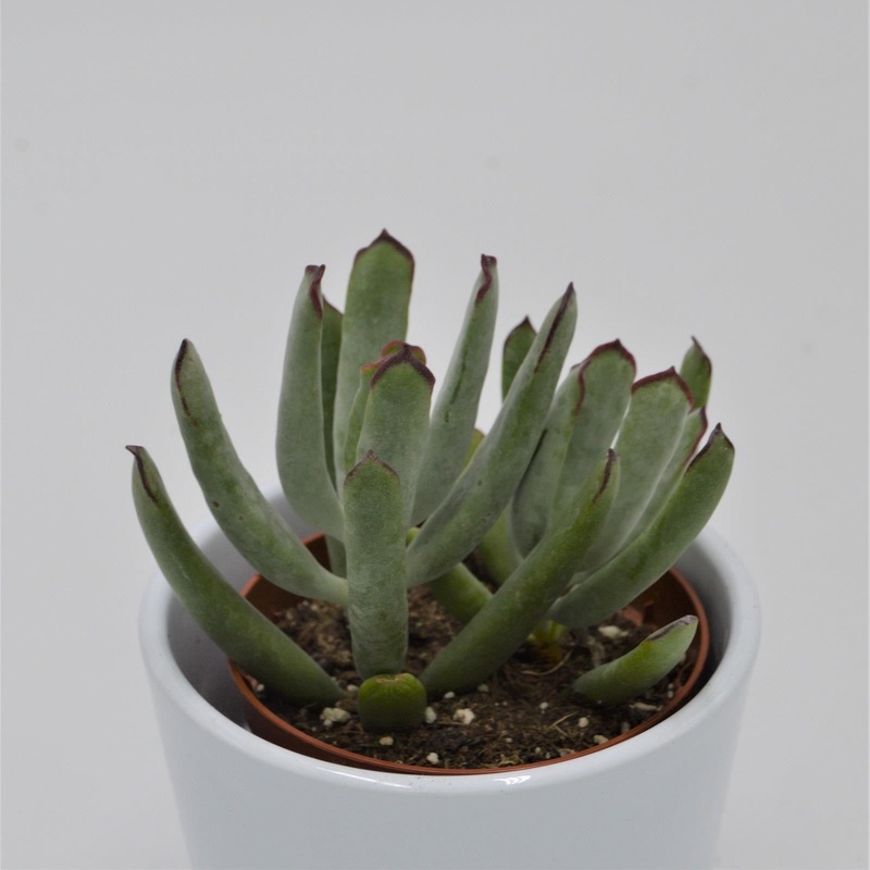 Cotyledon Octopus – 8.5cm