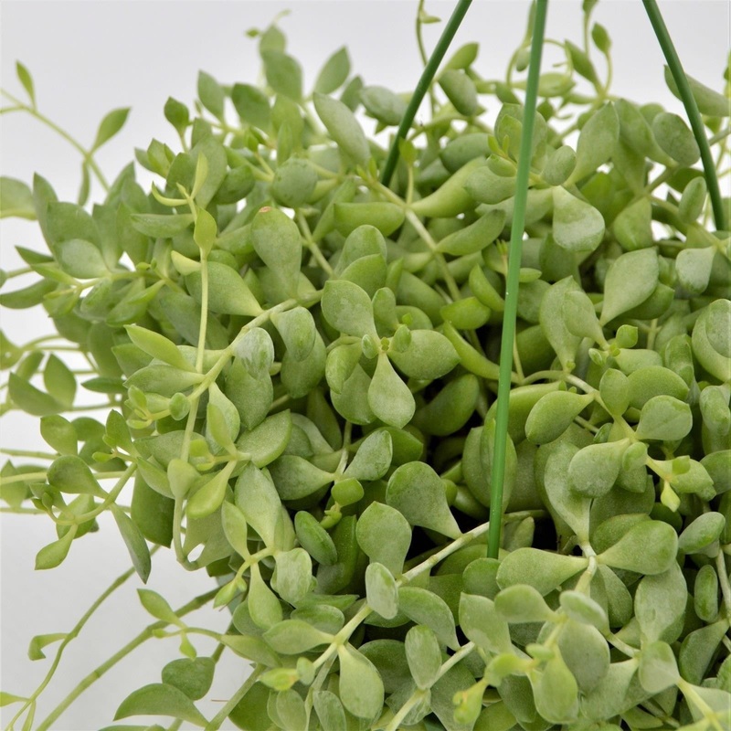 Cotyledon pendens – 14cm Hanging Basket