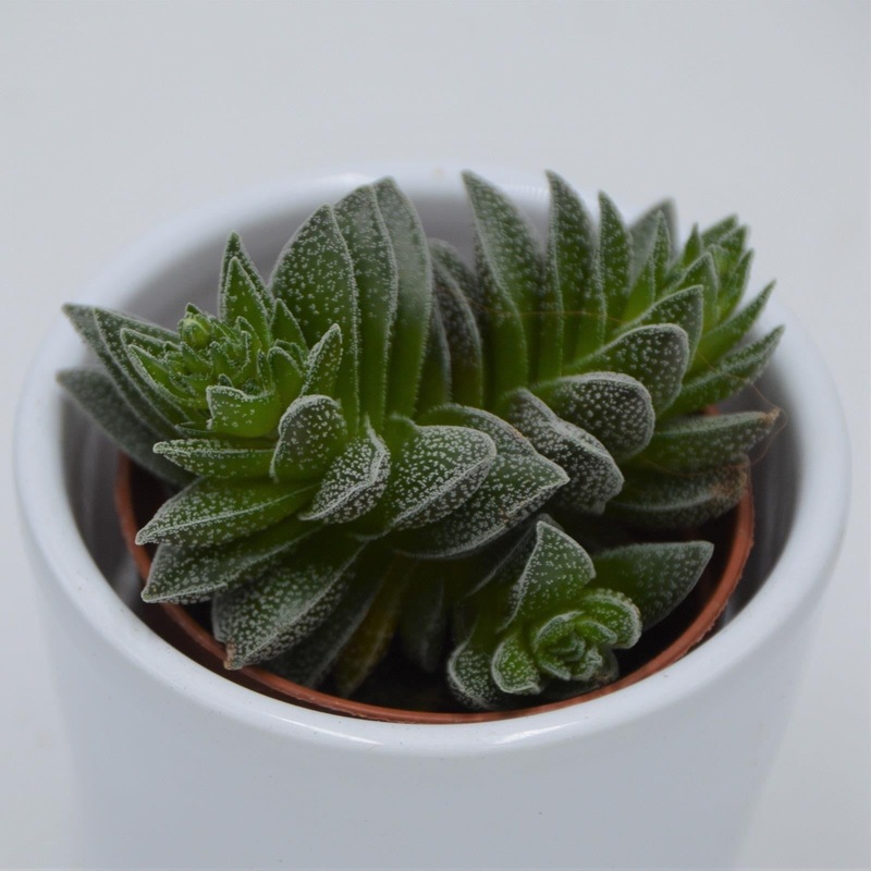 Crassula Frosty – 5.5cm