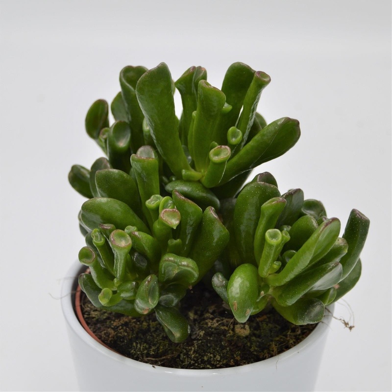 Crassula Gollum – 12cm