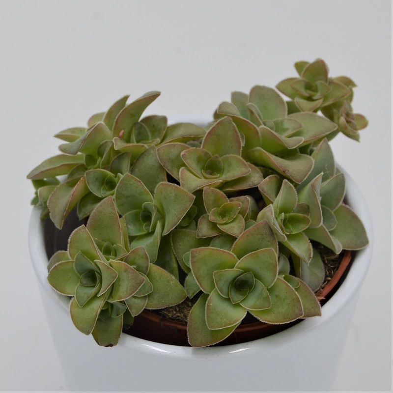 Crassula Green Trumpet – 8.5cm