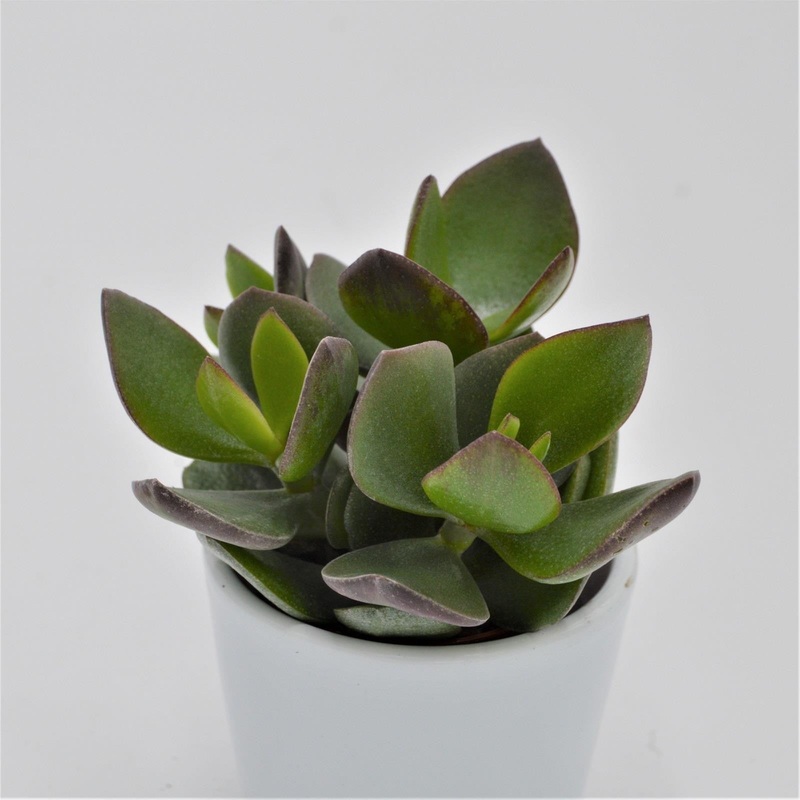 Crassula Hulk – 5.5cm