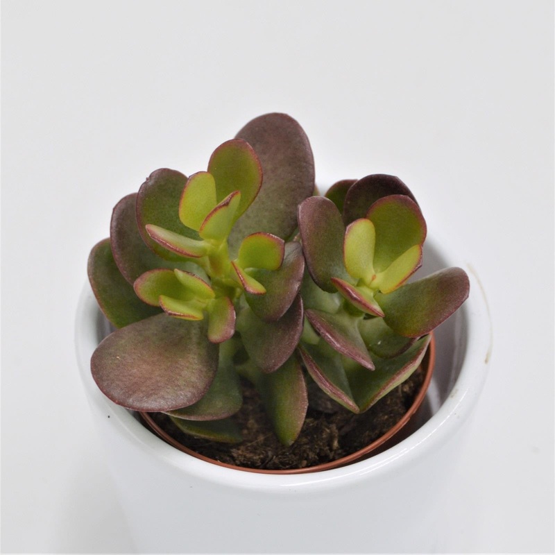 Crassula minor – 5.5cm