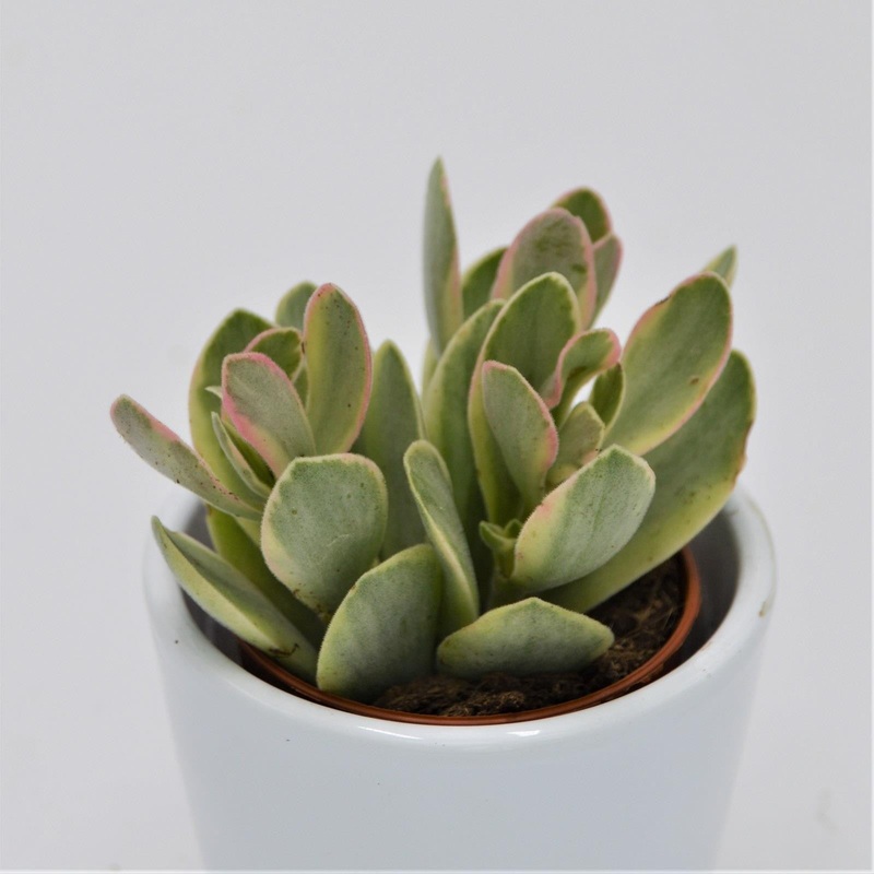 Crassula Money Maker Variegata – 5.5cm