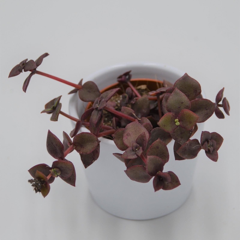 Crassula pellucida ssp. marginalis f. rubra – 5.5cm
