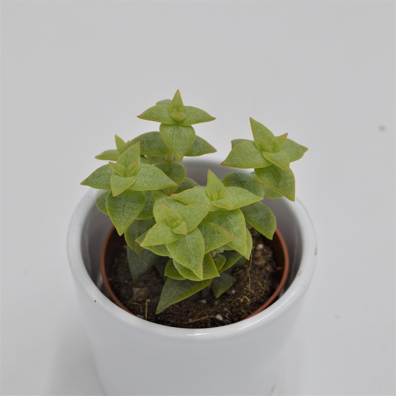 Crassula perforata – 5.5cm