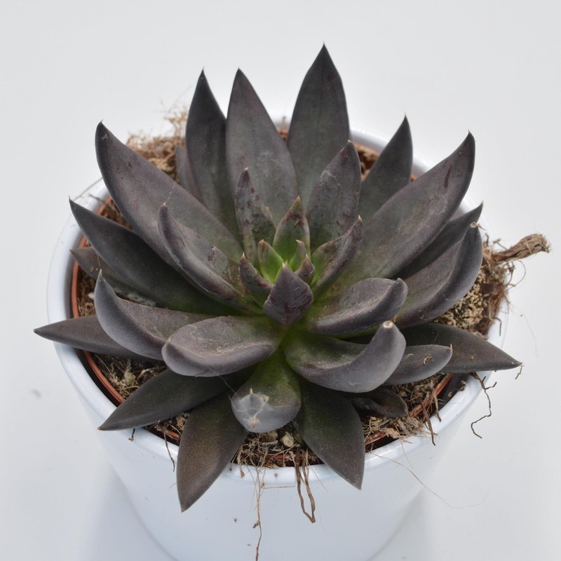 Echeveria affinis – 12cm