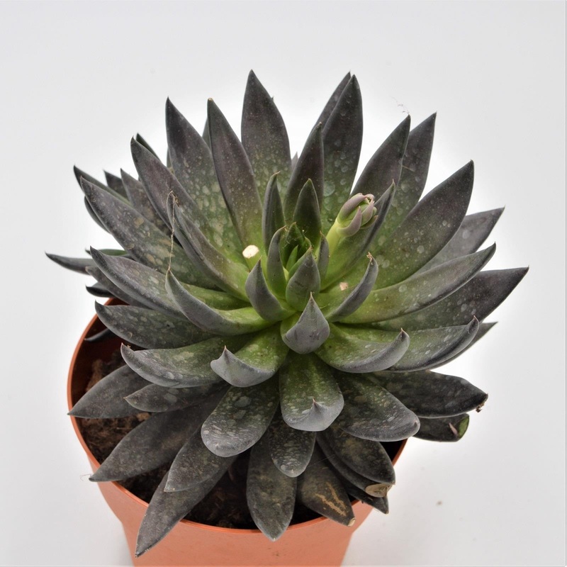Echeveria affinis – 17cm