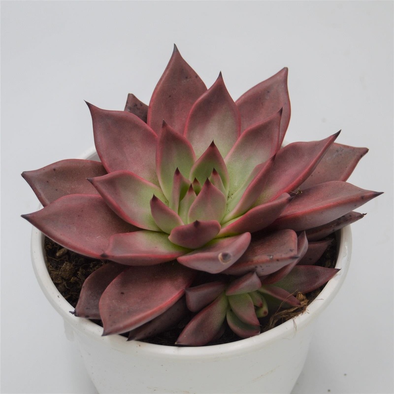 Echeveria agavoides Romeo – 17cm