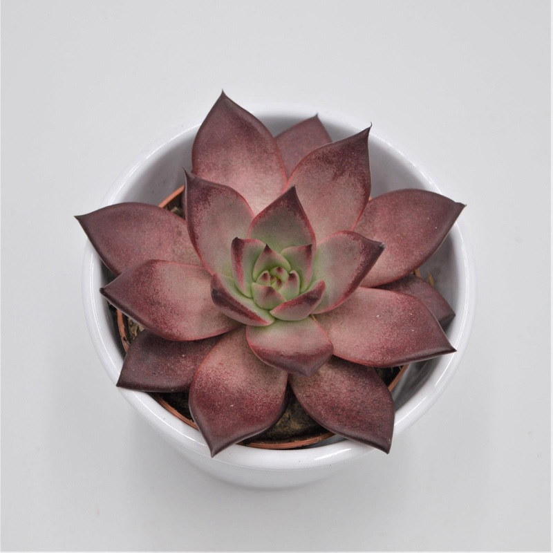 Echeveria agavoides Romeo Rubin – 8.5cm