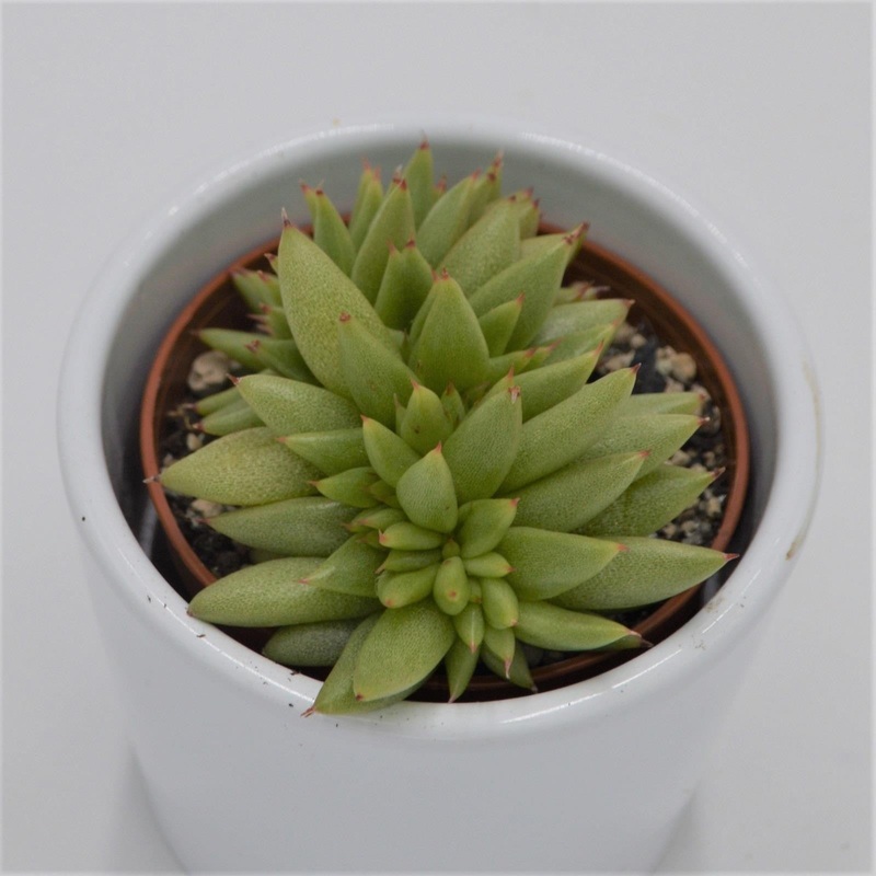 Echeveria agavoides var. corderoyi f. cristata – 5.5cm