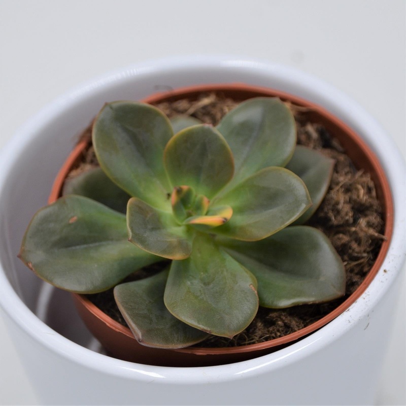 Echeveria Chroma – 8.5cm