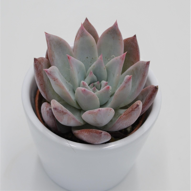 Echeveria colorata f. brandtii – 6cm
