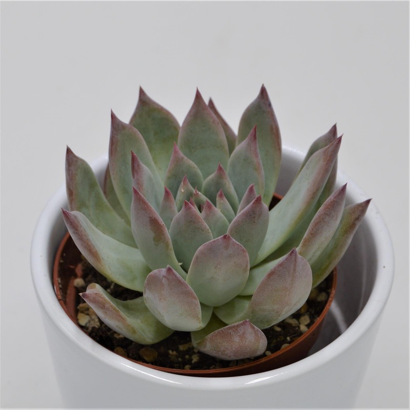 Echeveria colorata f. brandtii – 9cm