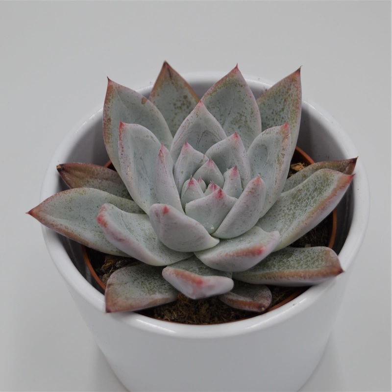 Echeveria colorata f. Tapalpa – 8.5cm