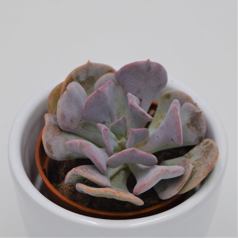Echeveria Cubic Frost – 5.5cm