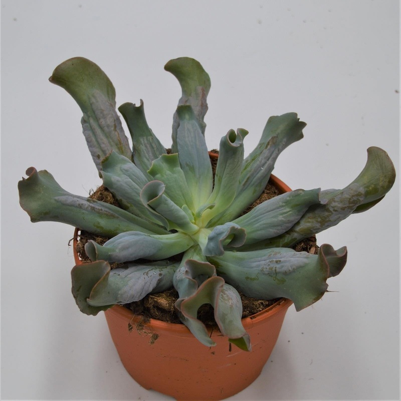Echeveria Culibra – 17cm