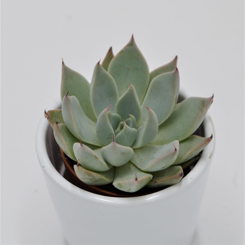 Echeveria cuspidata, Menchaca – 5.5cm