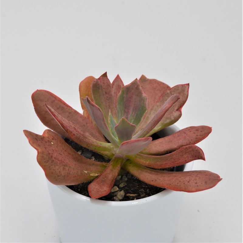 Echeveria Diamond State – 9cm