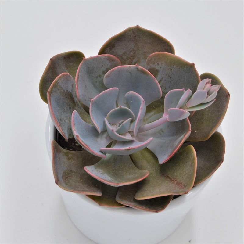 Echeveria Dusty Rose – 9cm