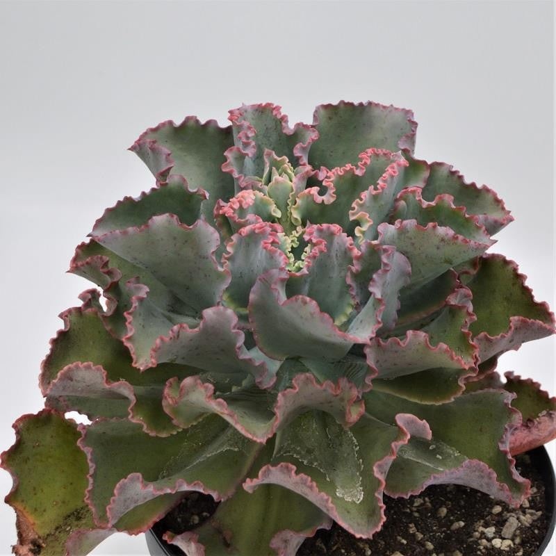 Echeveria Giant Blue – 18cm